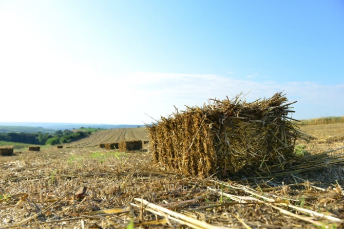 Belediyenin tarlalarından üreticilere yem bitkisi