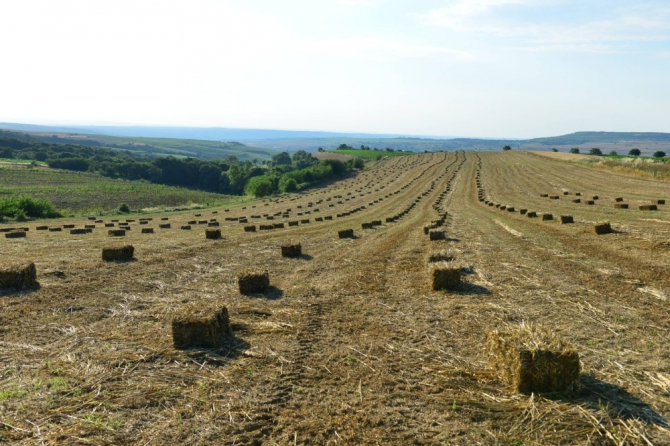 Belediyenin tarlalarından üreticilere yem bitkisi