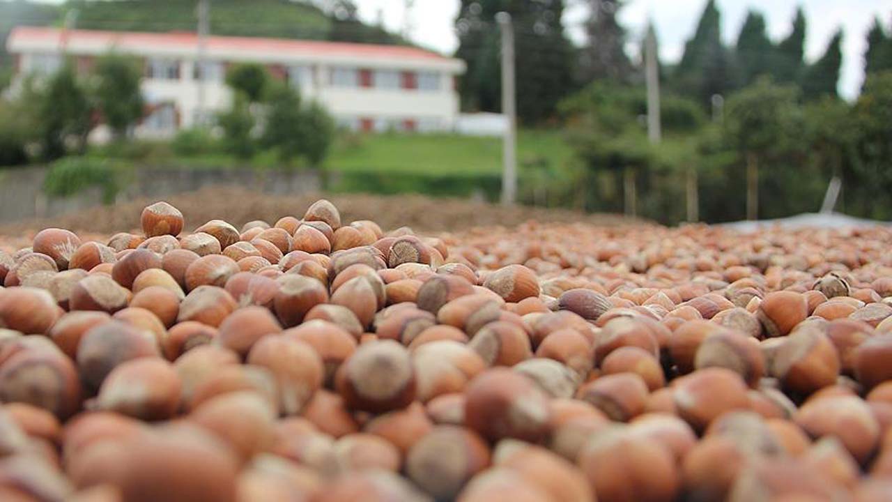 Fındık fiyatları ne kadar? 8 Temmuz Çarşamba