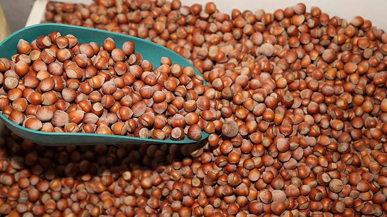 Fındık fiyatları ne kadar? 8 Temmuz Çarşamba