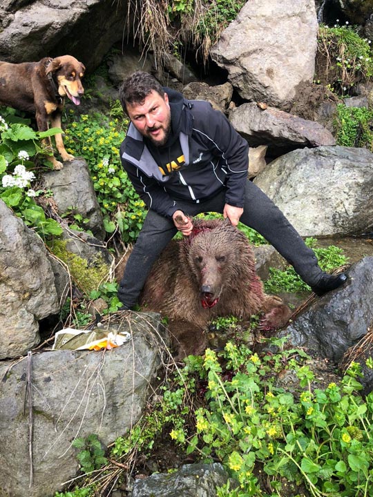 Can çekişen ayıyı köpeklerine parçalatan şahıs gözaltına alındı