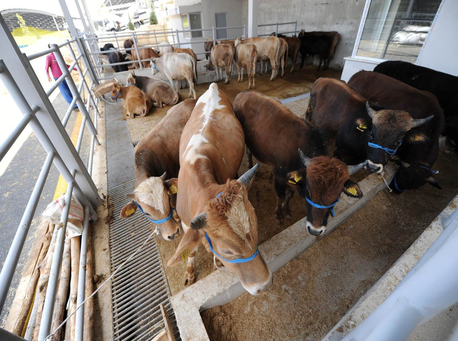 İstanbul Valiliği, Kurban Bayramı tedbirlerini açıkladı