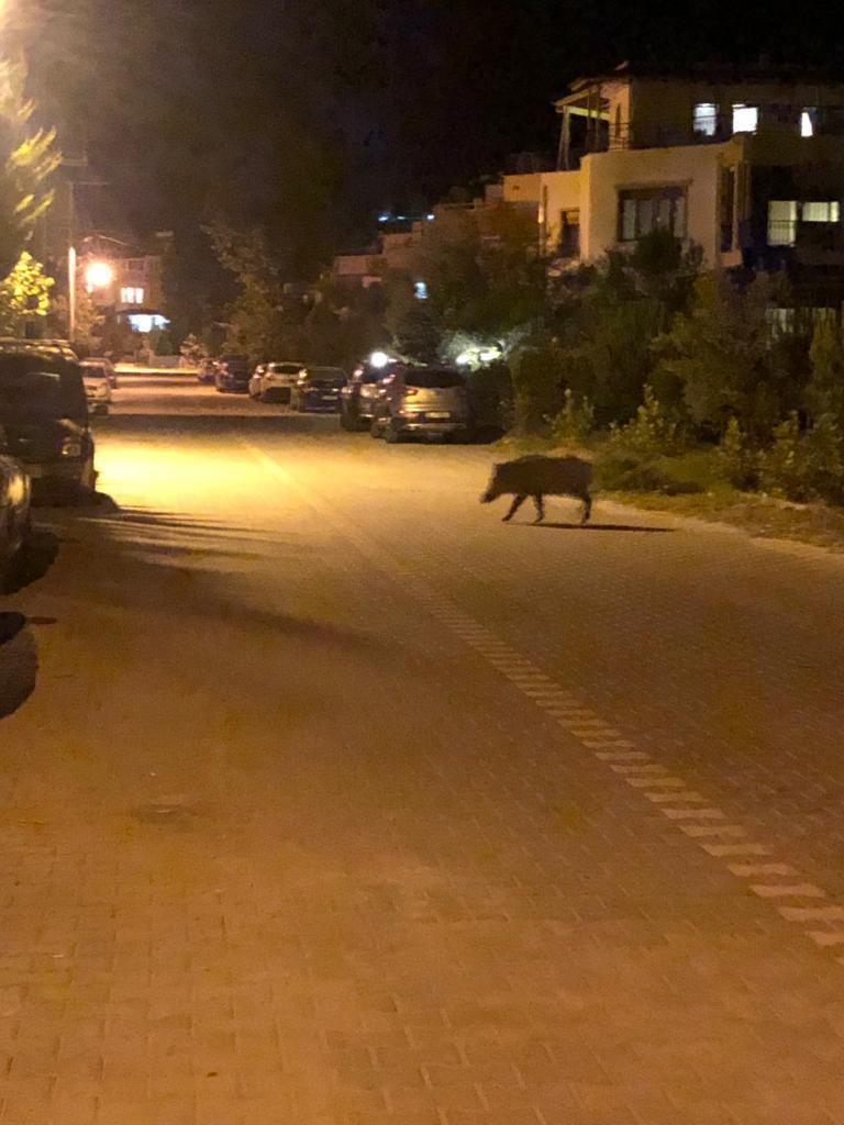 Altınoluk'ta yerleşim yerine inen domuzlar korku saçtı! 