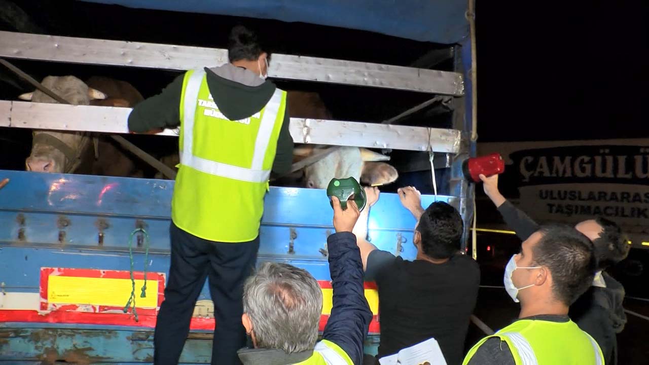 Kurban Bayramına kısa bir süre kala kurbanlık getirilmeye başlandı