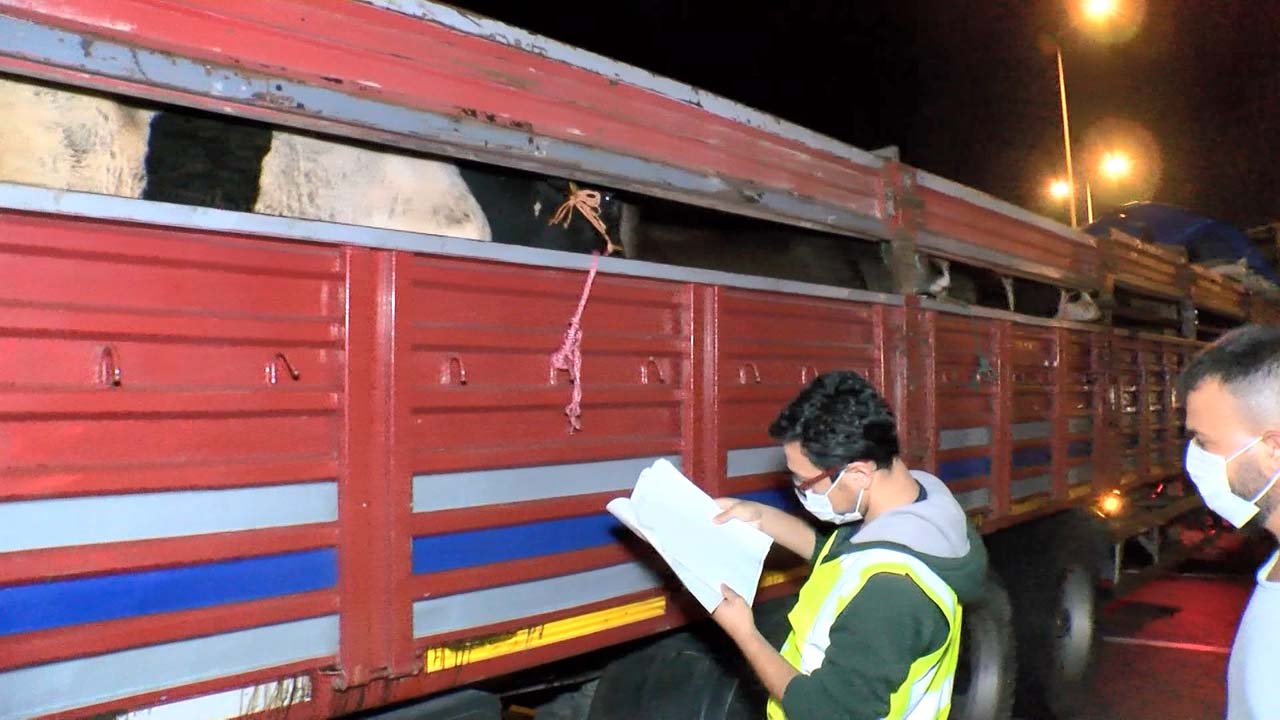 Kurban Bayramına kısa bir süre kala kurbanlık getirilmeye başlandı