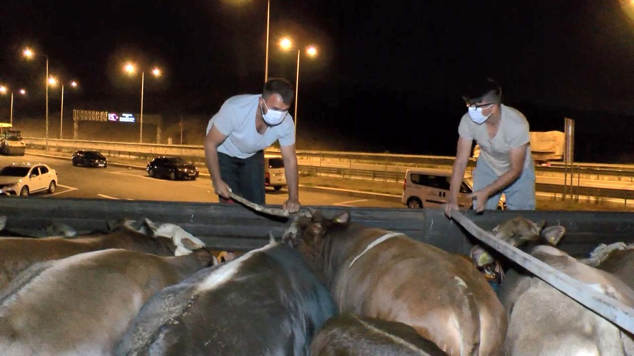 Kurban Bayramına kısa bir süre kala kurbanlık getirilmeye başlandı