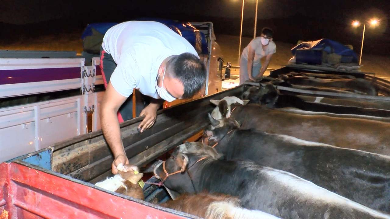 Kurban Bayramına kısa bir süre kala kurbanlık getirilmeye başlandı