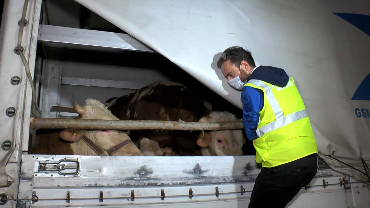 Kurban Bayramına kısa bir süre kala kurbanlık getirilmeye başlandı