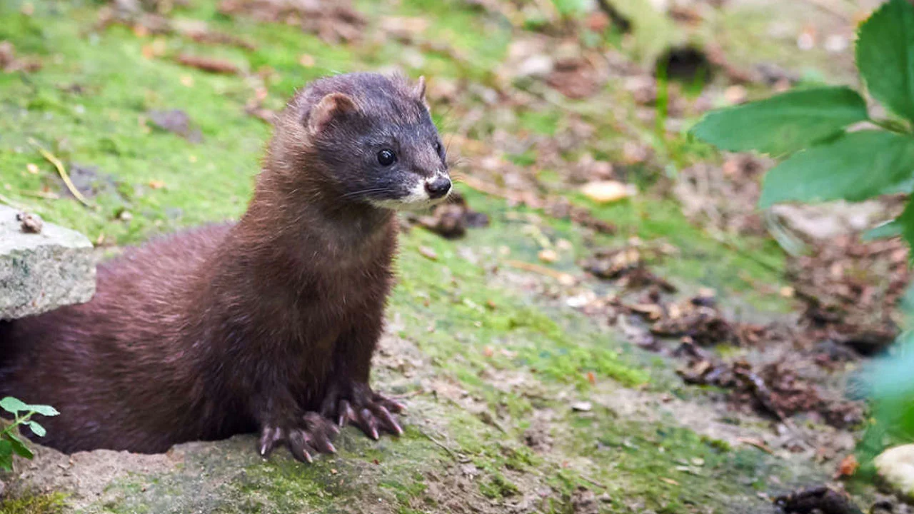 Vizon nedir? Nasıl bir hayvandır? Nerelerde yetiştirilir?