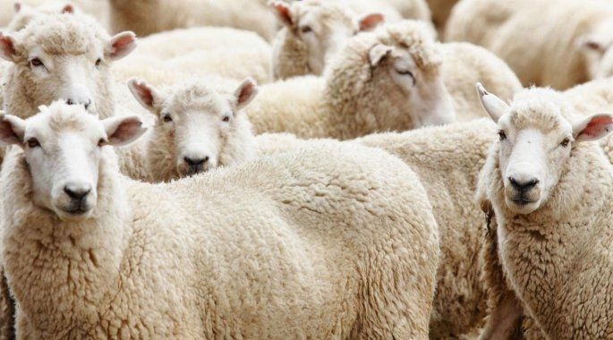 Kredi kartıyla ya da taksitle kurban kesilir mi?