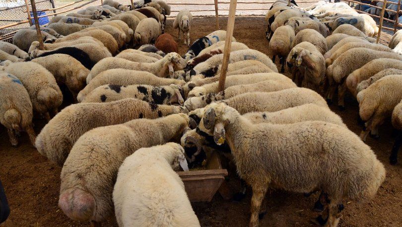 Kredi kartıyla ya da taksitle kurban kesilir mi?