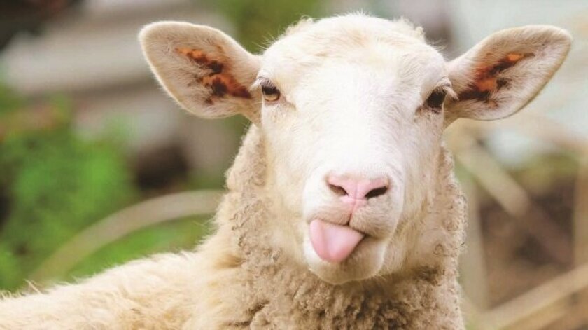 Kredi kartıyla ya da taksitle kurban kesilir mi?