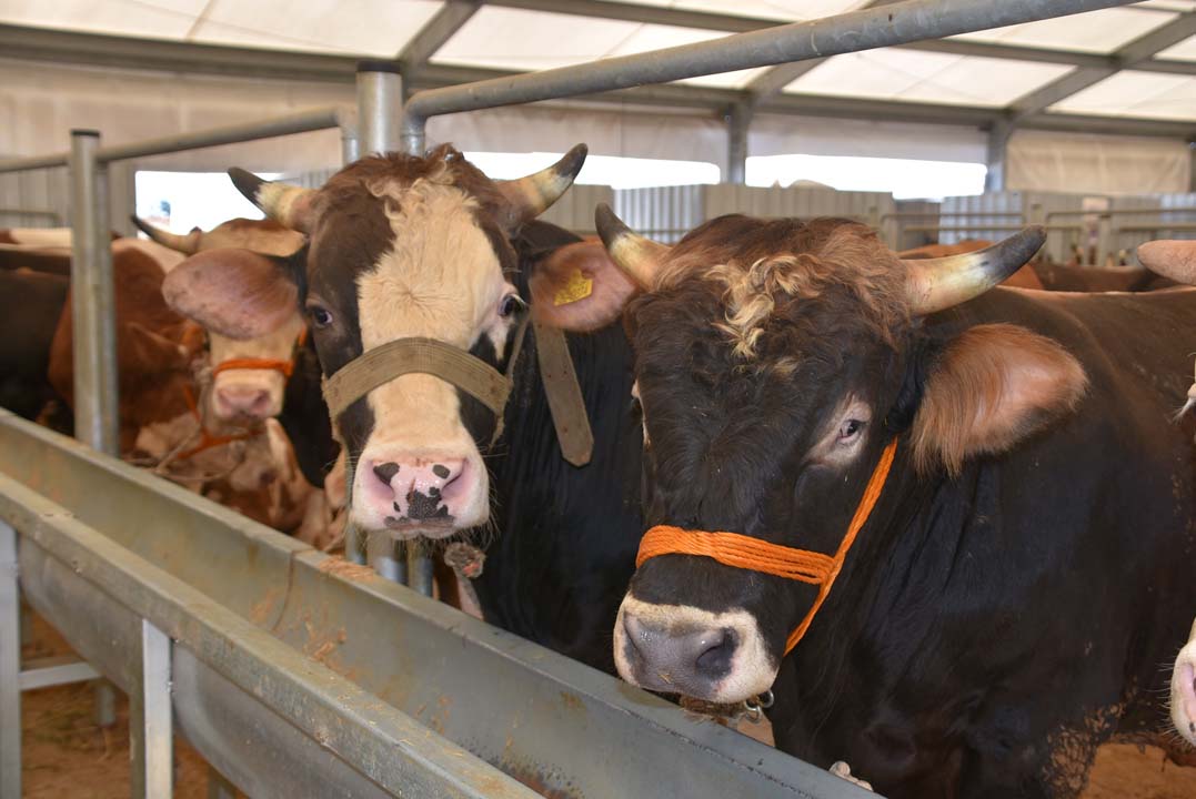 Pendik'te 'kurban pazarı' hizmete açıldı!