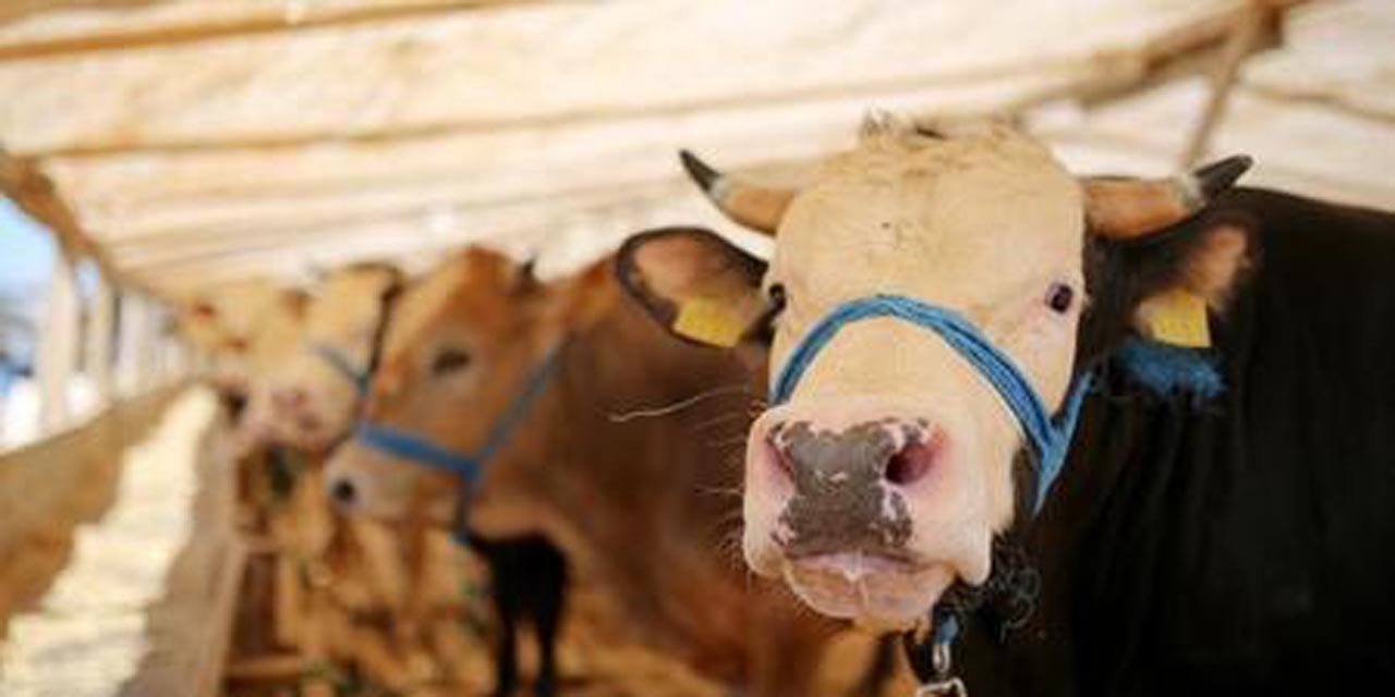 Kurban farz mıdır sünnet midir? İşte Kurban ibadeti hakkında bilgiler