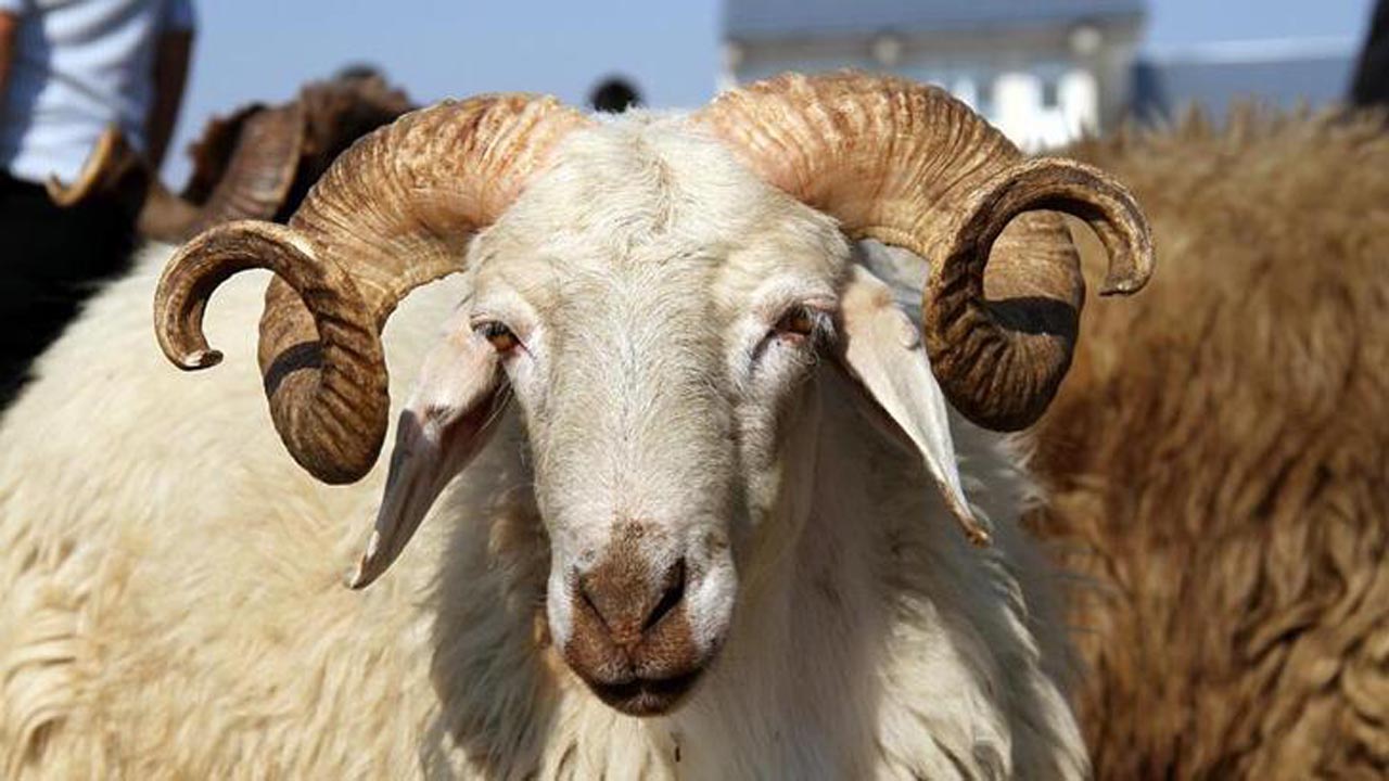 Kurban farz mıdır sünnet midir? İşte Kurban ibadeti hakkında bilgiler