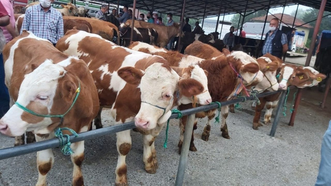Kurbanlık fiyatları belli oldu! Kurbanlık fiyatları ne kadar ?