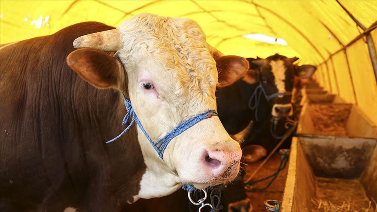 2020 kurban bayramı resmi tatil kaç gün?