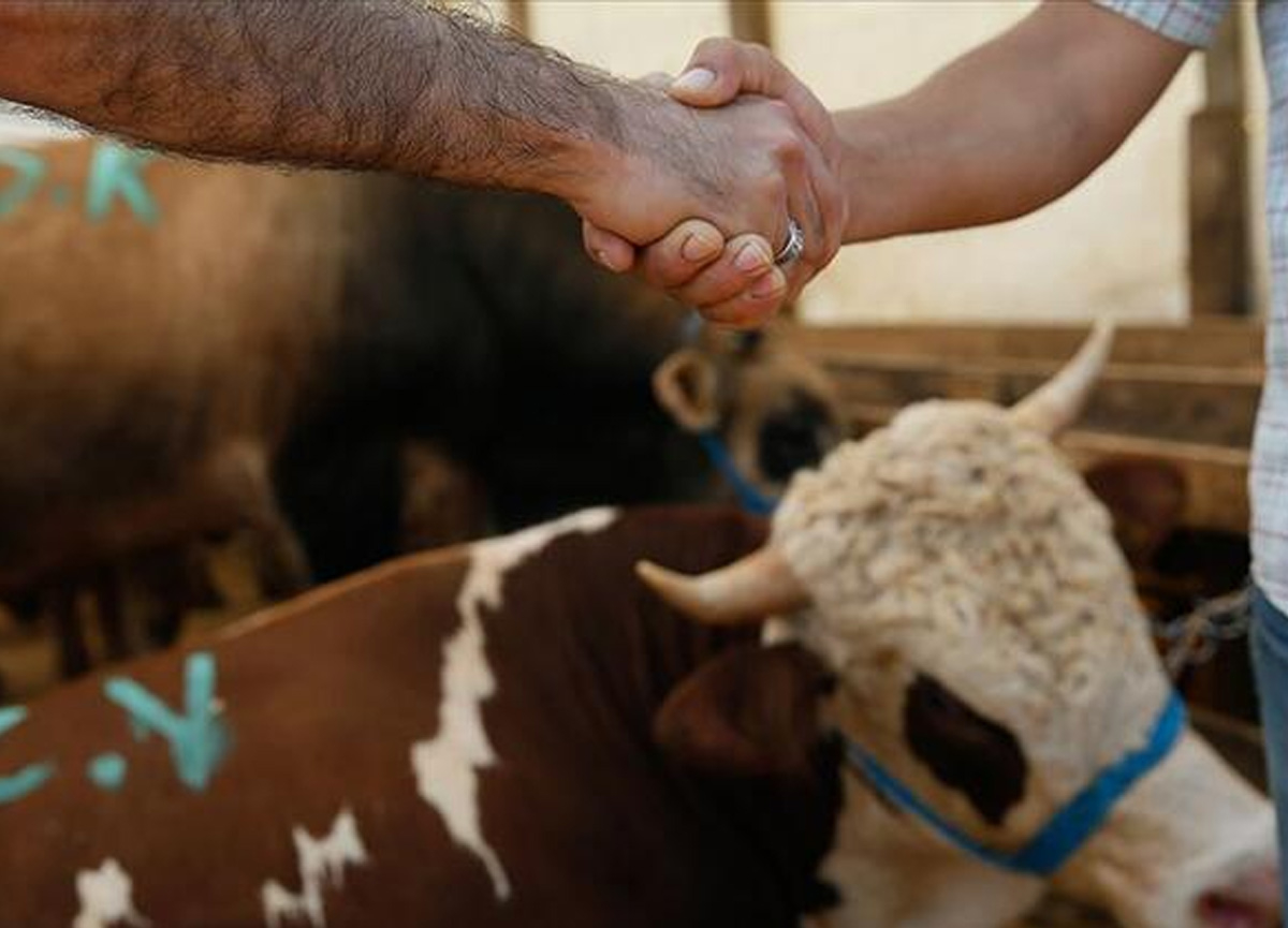 Kurbanlık fiyatları belli oldu! Kurbanlık fiyatları ne kadar ?