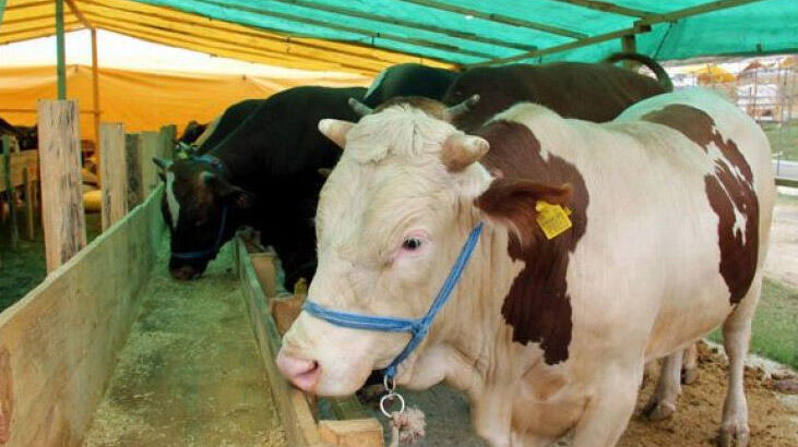 Teşrik tekbiri nasıl getirilir?