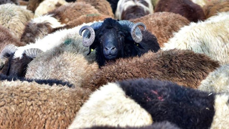 Teşrik tekbiri nasıl getirilir?