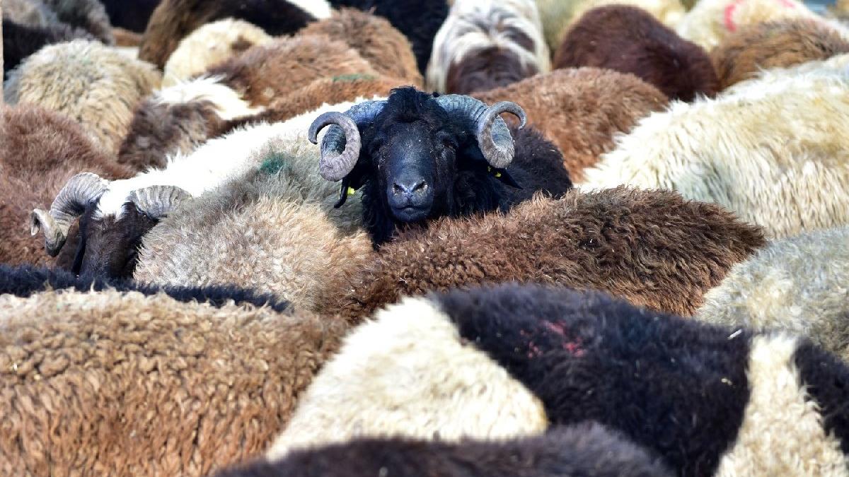 Kurban namazı nedir, nasıl kılınır? Kurban namazı farz mıdır?