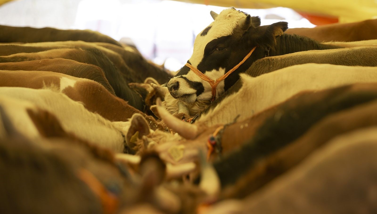 Kurban eti nasıl saklanır? Kurban eti nasıl muhafaza edilir? 