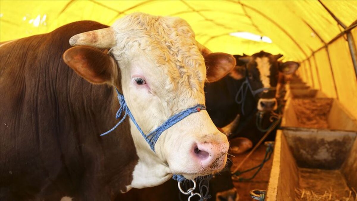 Kurban ne zamana kadar kesilir?