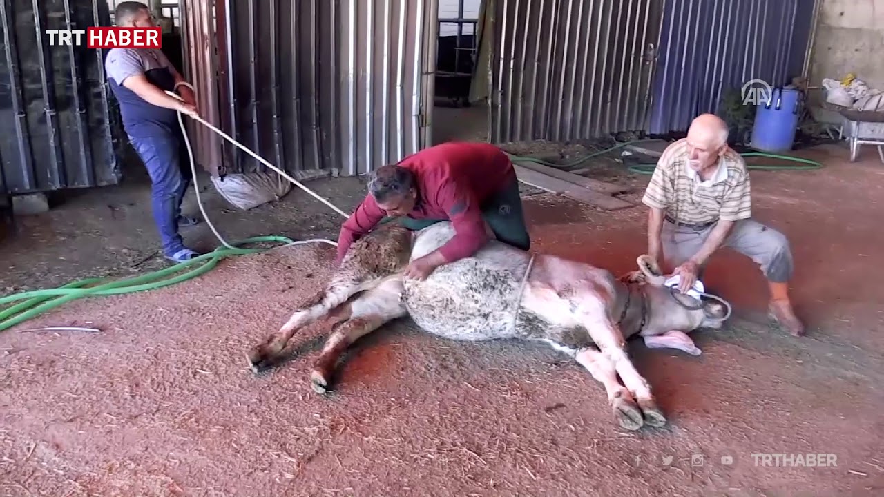 Kurban ne zamana kadar kesilir?