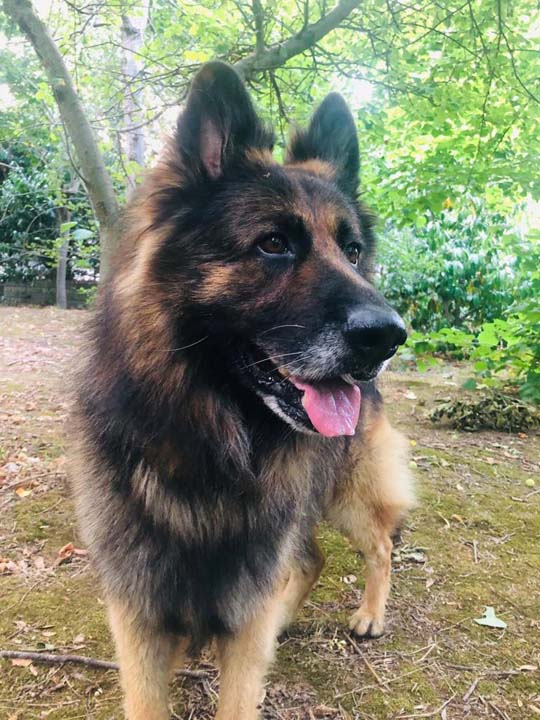 Sarıyer'de eşini ısıran köpeğin kafasına sıkarak öldürdü!