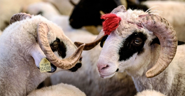 Bilim Kurulu üyesi uyardı: Kurban Bayramı ciddi bir eşik!