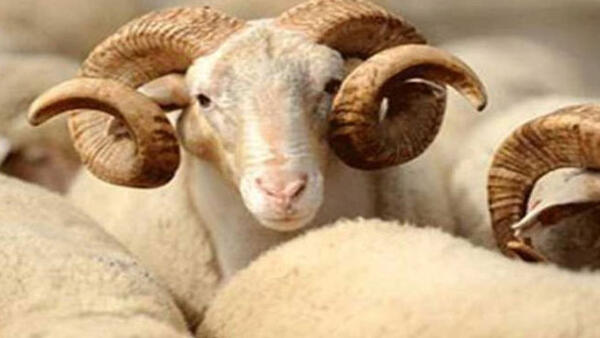 Kurban derisi alan yerler?