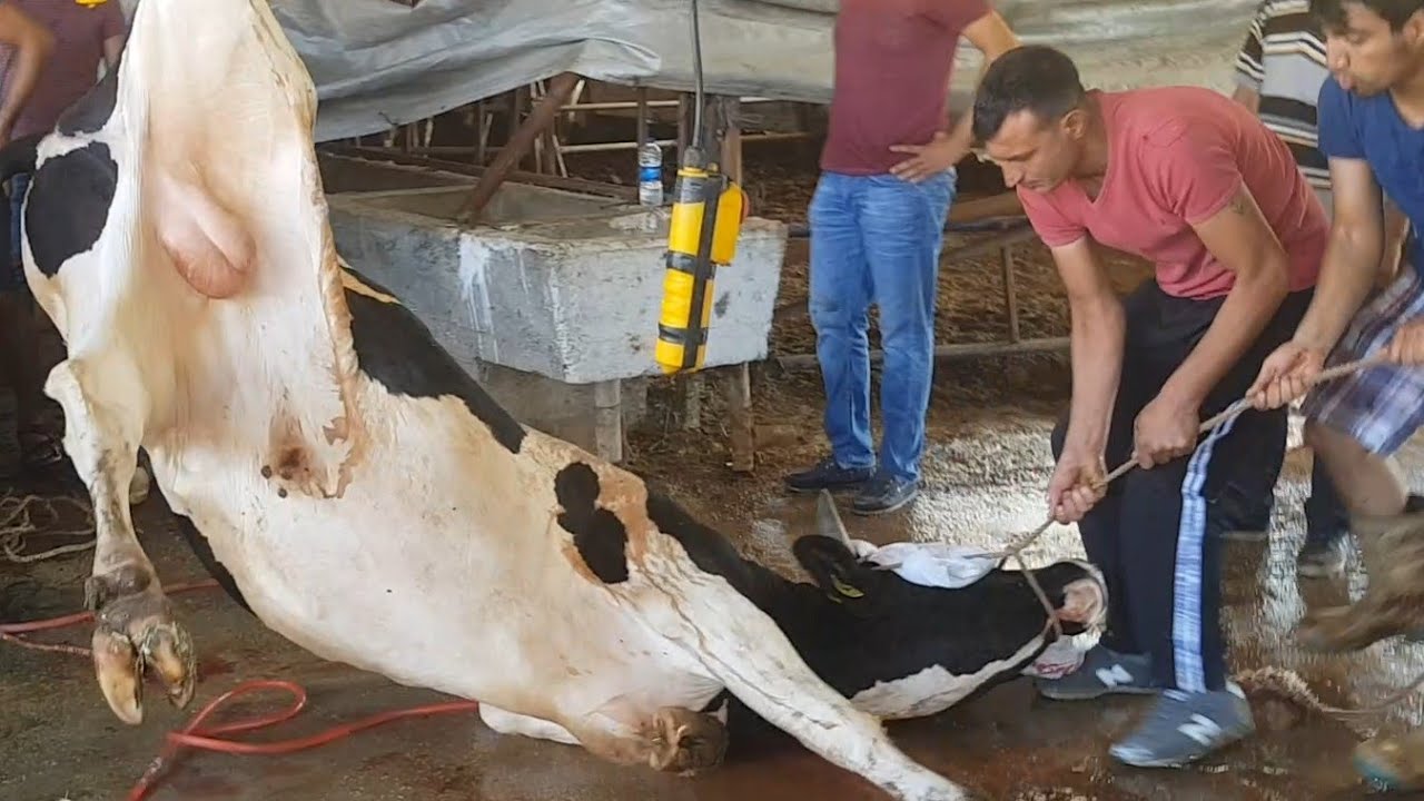 Kurban namazı nasıl kılınır? Kurban namazı kaç rekat?