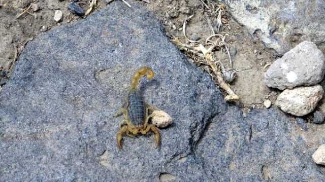 Van'da bir mahalleyi akrepler bastı!