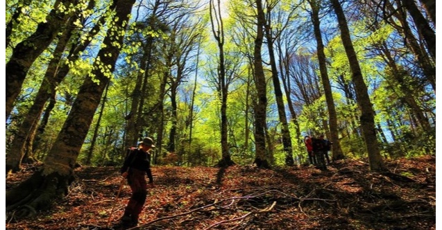 Valilik açıkladı: Ormanlara girmek yasaklandı!