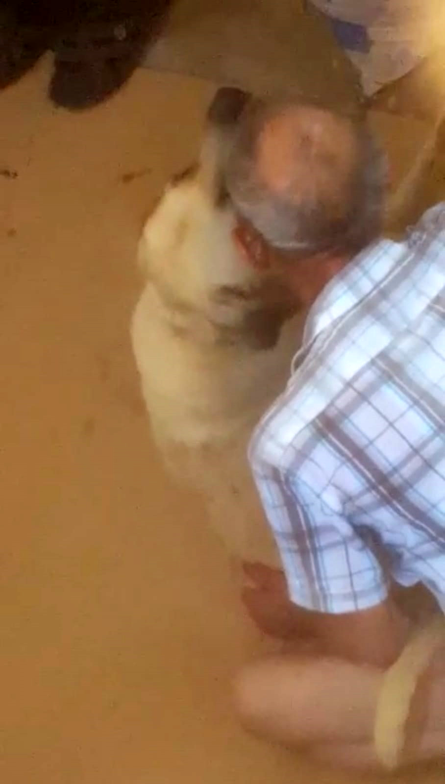 Antalya'da skandal görüntü! Ayaklarını hortumla bağladığı köpeğe tecavüz etti