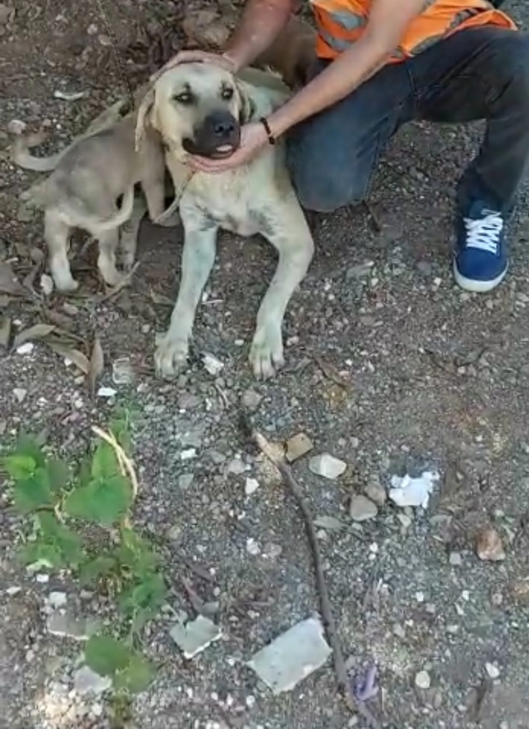 Antalya'da skandal görüntü! Ayaklarını hortumla bağladığı köpeğe tecavüz etti