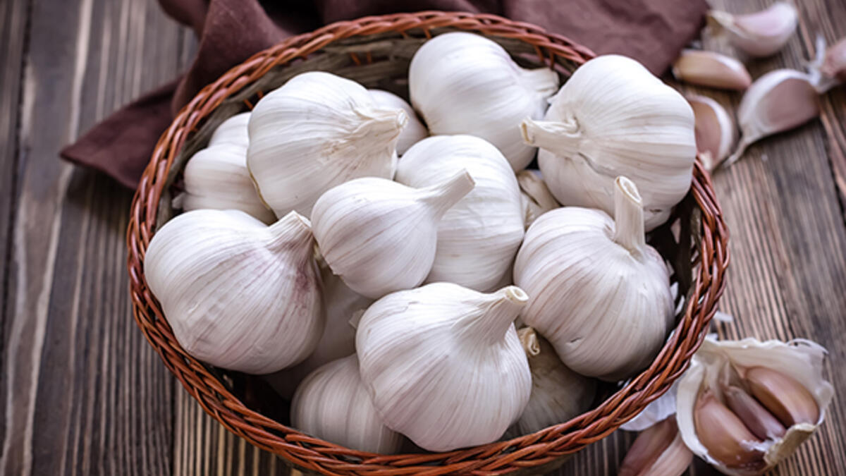 Sarımsak kokusu nasıl geçer? Sarımsak nedir? Faydaları nelerdir?