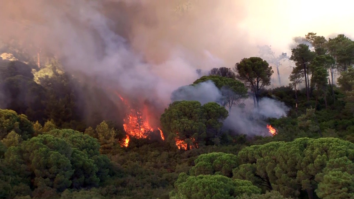 Maltepe'de orman yangını! İtfaiyenin yangına müdahalesi sürüyor