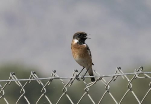 Osmaniye'nin neyi meşhur? Osmaniye'de ne yenir? Gezilecek yerler