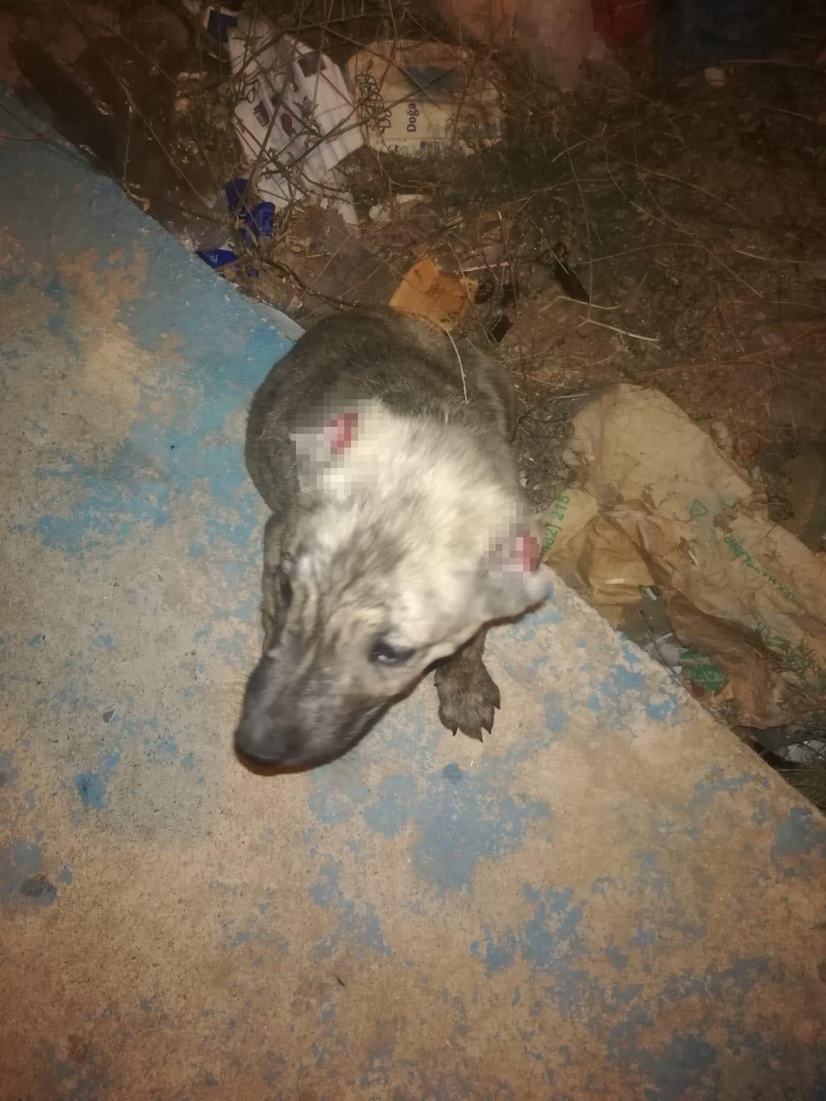 Batman'dan vahşet görüntüleri! Yavru köpeklerin kulaklarını acımadan kestiler