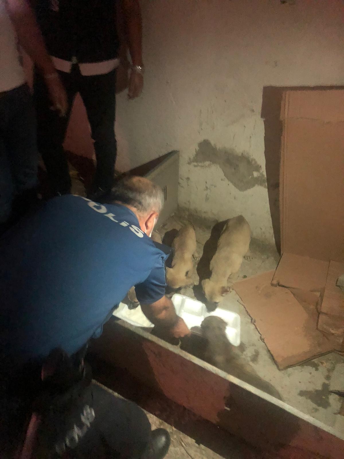 Batman'dan vahşet görüntüleri! Yavru köpeklerin kulaklarını acımadan kestiler