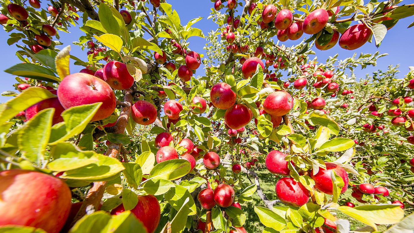Amasya'nın neyi meşhur? Amasya'da ne yenir? Gezilecek yerler...