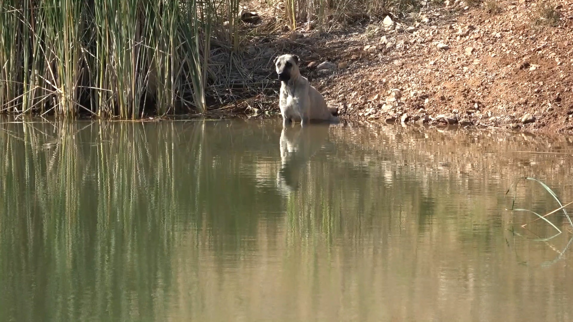 Koyununu kurtarmak isteyen çoban, feci şekilde can verdi!