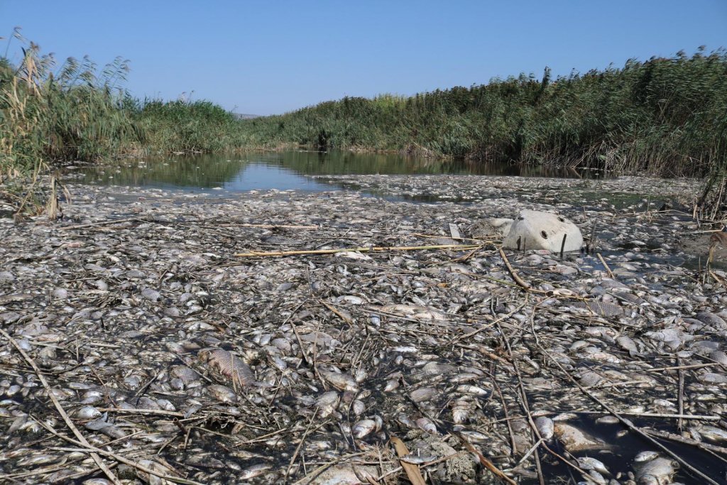 İzmir'de binlerce balık oksijen yetersizliği nedeniyle öldü