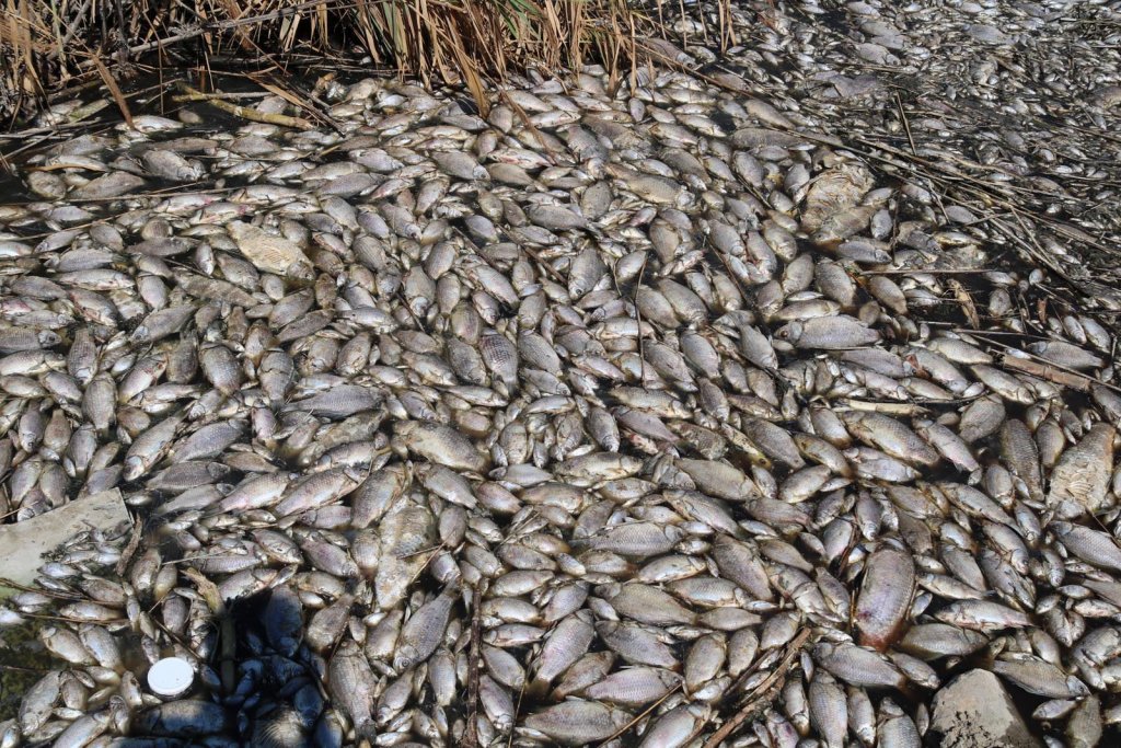 İzmir'de binlerce balık oksijen yetersizliği nedeniyle öldü