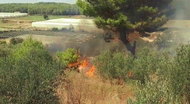 Manavgat'ta yangın: zeytin ve incirler kül oldu