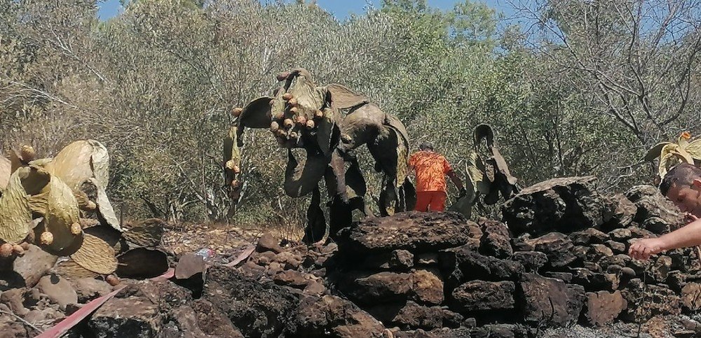 Manavgat'ta yangın: zeytin ve incirler kül oldu