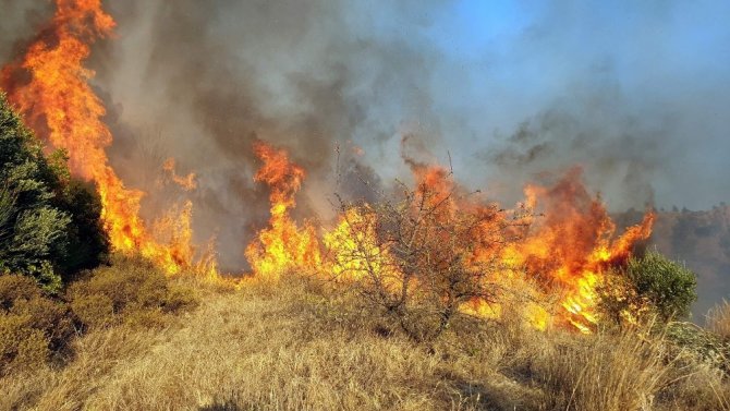 Aydın'ın Nazilli ilçesinde zeytin bahçelerinde çıkan yangın 4 saatte kontrol altına alınabildi