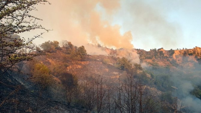 Aydın'ın Nazilli ilçesinde zeytin bahçelerinde çıkan yangın 4 saatte kontrol altına alınabildi