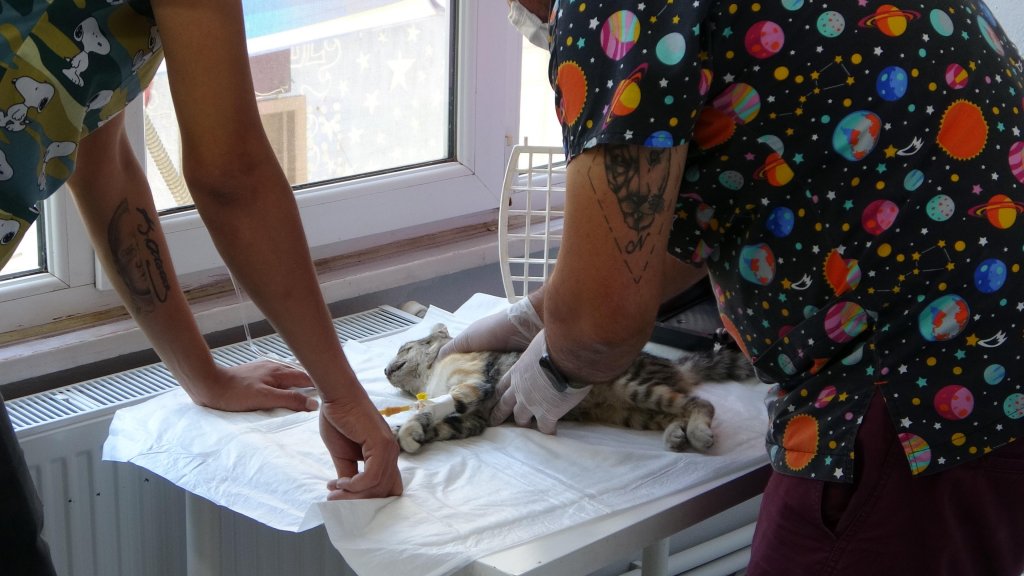 Edirne'de zehirlendiği iddia edilen 2 köpek daha öldü